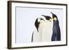 Snow Hill, Antarctica. Three Emperor Penguins. High Key-Janet Muir-Framed Photographic Print