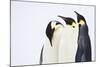 Snow Hill, Antarctica. Three Emperor Penguins. High Key-Janet Muir-Mounted Photographic Print