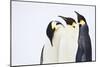 Snow Hill, Antarctica. Three Emperor Penguins. High Key-Janet Muir-Mounted Photographic Print