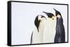 Snow Hill, Antarctica. Three Emperor Penguins. High Key-Janet Muir-Framed Stretched Canvas