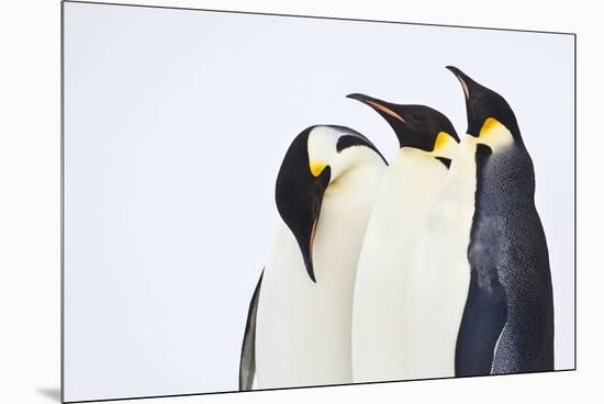 Snow Hill, Antarctica. Three Emperor Penguins. High Key-Janet Muir-Mounted Premium Photographic Print