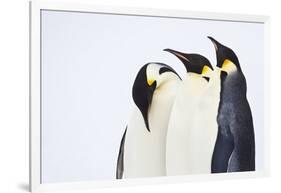 Snow Hill, Antarctica. Three Emperor Penguins. High Key-Janet Muir-Framed Photographic Print