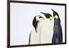 Snow Hill, Antarctica. Three Emperor Penguins. High Key-Janet Muir-Framed Photographic Print