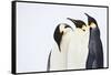 Snow Hill, Antarctica. Three Emperor Penguins. High Key-Janet Muir-Framed Stretched Canvas