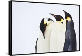 Snow Hill, Antarctica. Three Emperor Penguins. High Key-Janet Muir-Framed Stretched Canvas