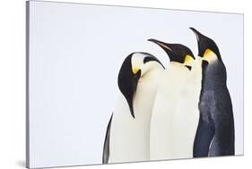 Snow Hill, Antarctica. Three Emperor Penguins. High Key-Janet Muir-Stretched Canvas