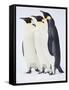 Snow Hill, Antarctica. Three Emperor Penguins Standing Tall-Janet Muir-Framed Stretched Canvas