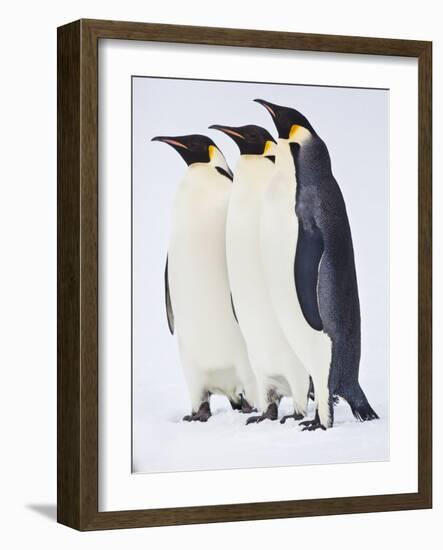 Snow Hill, Antarctica. Three Emperor Penguins Standing Tall-Janet Muir-Framed Photographic Print