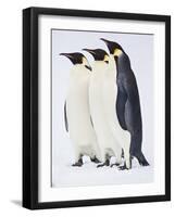 Snow Hill, Antarctica. Three Emperor Penguins Standing Tall-Janet Muir-Framed Photographic Print