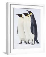 Snow Hill, Antarctica. Three Emperor Penguins Standing Tall-Janet Muir-Framed Photographic Print