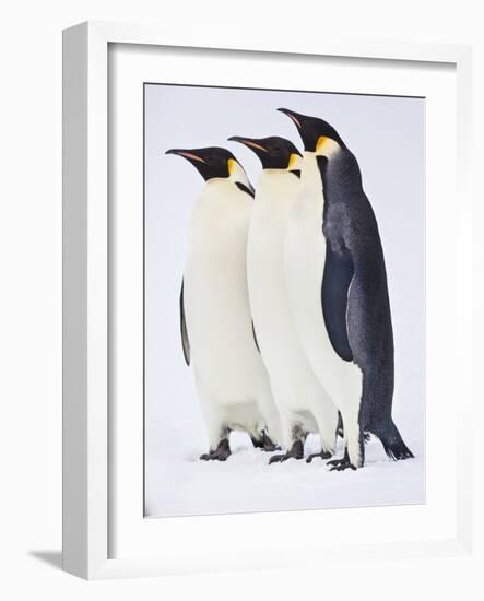 Snow Hill, Antarctica. Three Emperor Penguins Standing Tall-Janet Muir-Framed Photographic Print