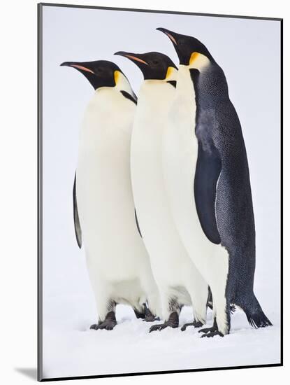 Snow Hill, Antarctica. Three Emperor Penguins Standing Tall-Janet Muir-Mounted Photographic Print