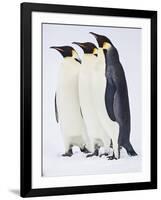 Snow Hill, Antarctica. Three Emperor Penguins Standing Tall-Janet Muir-Framed Photographic Print