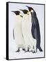 Snow Hill, Antarctica. Three Emperor Penguins Standing Tall-Janet Muir-Framed Stretched Canvas