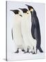 Snow Hill, Antarctica. Three Emperor Penguins Standing Tall-Janet Muir-Stretched Canvas