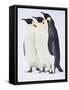 Snow Hill, Antarctica. Three Emperor Penguins Standing Tall-Janet Muir-Framed Stretched Canvas