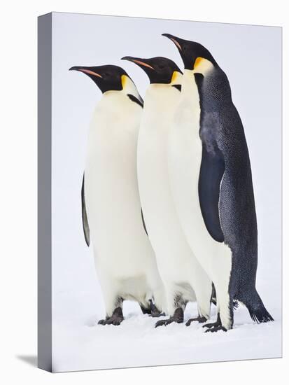 Snow Hill, Antarctica. Three Emperor Penguins Standing Tall-Janet Muir-Stretched Canvas