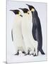 Snow Hill, Antarctica. Three Emperor Penguins Standing Tall-Janet Muir-Mounted Photographic Print