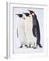 Snow Hill, Antarctica. Three Emperor Penguins Standing Tall-Janet Muir-Framed Photographic Print