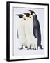 Snow Hill, Antarctica. Three Emperor Penguins Standing Tall-Janet Muir-Framed Photographic Print