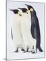 Snow Hill, Antarctica. Three Emperor Penguins Standing Tall-Janet Muir-Mounted Photographic Print