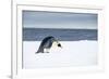 Snow Hill Island, Antarctic. Emperor Penguin about to toboggan.-Dee Ann Pederson-Framed Photographic Print