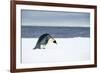 Snow Hill Island, Antarctic. Emperor Penguin about to toboggan.-Dee Ann Pederson-Framed Photographic Print