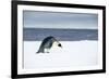 Snow Hill Island, Antarctic. Emperor Penguin about to toboggan.-Dee Ann Pederson-Framed Photographic Print