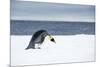 Snow Hill Island, Antarctic. Emperor Penguin about to toboggan.-Dee Ann Pederson-Mounted Photographic Print