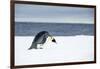 Snow Hill Island, Antarctic. Emperor Penguin about to toboggan.-Dee Ann Pederson-Framed Photographic Print