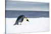Snow Hill Island, Antarctic. Emperor Penguin about to toboggan.-Dee Ann Pederson-Stretched Canvas