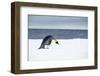 Snow Hill Island, Antarctic. Emperor Penguin about to toboggan.-Dee Ann Pederson-Framed Photographic Print