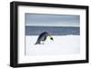 Snow Hill Island, Antarctic. Emperor Penguin about to toboggan.-Dee Ann Pederson-Framed Photographic Print