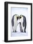 Snow Hill Island, Antarctica. A proud pair of emperor penguins nestling and bonding-Dee Ann Pederson-Framed Photographic Print
