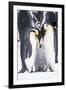 Snow Hill Island, Antarctica. A proud pair of emperor penguins nestling and bonding-Dee Ann Pederson-Framed Photographic Print