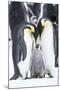 Snow Hill Island, Antarctica. A proud pair of emperor penguins nestling and bonding-Dee Ann Pederson-Mounted Photographic Print