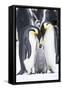 Snow Hill Island, Antarctica. A proud pair of emperor penguins nestling and bonding-Dee Ann Pederson-Framed Stretched Canvas