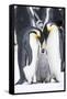 Snow Hill Island, Antarctica. A proud pair of emperor penguins nestling and bonding-Dee Ann Pederson-Framed Stretched Canvas