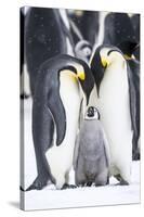 Snow Hill Island, Antarctica. A proud pair of emperor penguins nestling and bonding-Dee Ann Pederson-Stretched Canvas