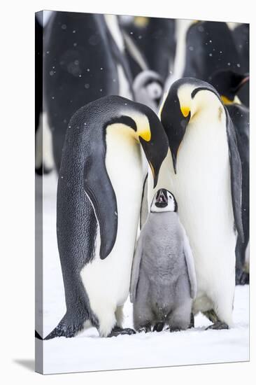 Snow Hill Island, Antarctica. A proud pair of emperor penguins nestling and bonding-Dee Ann Pederson-Stretched Canvas