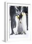 Snow Hill Island, Antarctica. A proud pair of emperor penguins nestling and bonding-Dee Ann Pederson-Framed Photographic Print