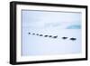 Snow Hill Island, Antarctica. Adult Emperor Penguin tobogganing in a line to save energy-Dee Ann Pederson-Framed Photographic Print