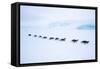 Snow Hill Island, Antarctica. Adult Emperor Penguin tobogganing in a line to save energy-Dee Ann Pederson-Framed Stretched Canvas