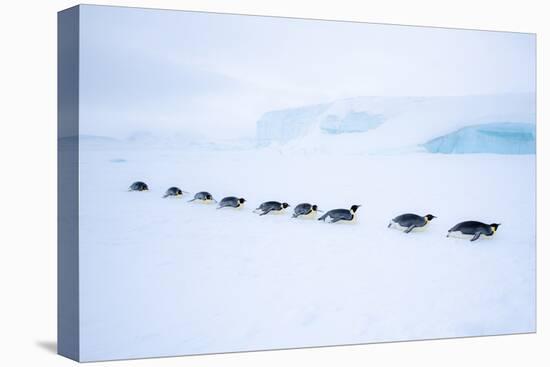 Snow Hill Island, Antarctica. Adult Emperor Penguin tobogganing in a line to save energy-Dee Ann Pederson-Stretched Canvas