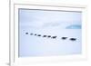 Snow Hill Island, Antarctica. Adult Emperor Penguin tobogganing in a line to save energy-Dee Ann Pederson-Framed Photographic Print