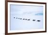 Snow Hill Island, Antarctica. Adult Emperor Penguin tobogganing in a line to save energy-Dee Ann Pederson-Framed Photographic Print