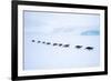 Snow Hill Island, Antarctica. Adult Emperor Penguin tobogganing in a line to save energy-Dee Ann Pederson-Framed Photographic Print