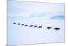Snow Hill Island, Antarctica. Adult Emperor Penguin tobogganing in a line to save energy-Dee Ann Pederson-Mounted Photographic Print