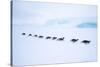 Snow Hill Island, Antarctica. Adult Emperor Penguin tobogganing in a line to save energy-Dee Ann Pederson-Stretched Canvas