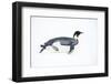 Snow Hill Island, Antarctica. Adult Emperor penguin tobogganing to save energy-Dee Ann Pederson-Framed Photographic Print